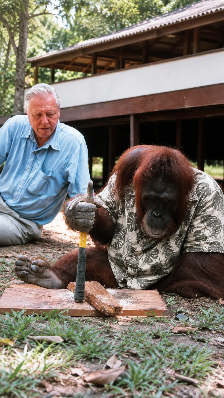 Un orang-outan en chemise à fleurs plante un clou au marteau, observé par un homme accroupi à côté de lui
